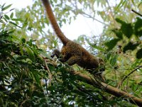 Goldener Bambuslemur